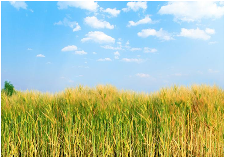 田坤道生态之家倡导绿色生活，掀起绿色有机五谷大米加盟潮