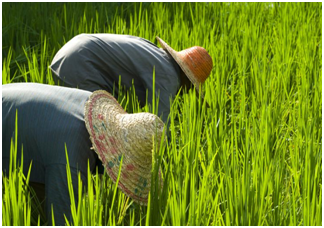 田坤道生态之家：有机大米 有机种植，倡导绿色健康