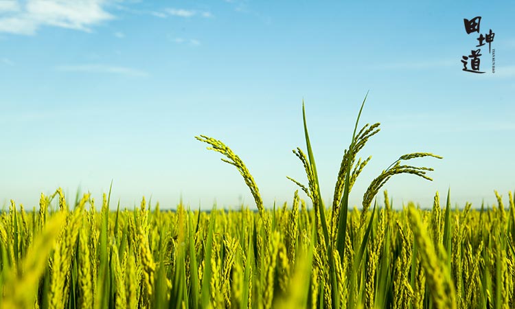 田坤道东北大米为什么好？