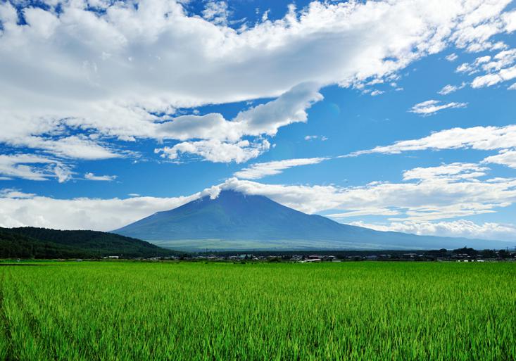 田坤道生态大米，绿色的米，健康的米