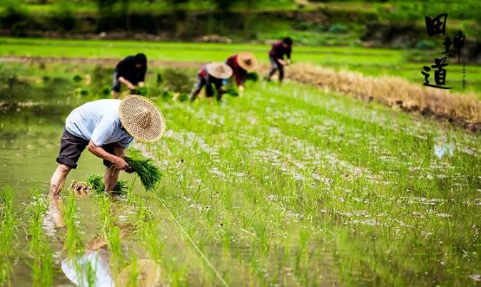 田坤道五常稻花香大米：从基地直接到餐桌的大米