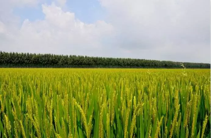 田坤道生态之家：与其向往田园，不如把田园装在碗里