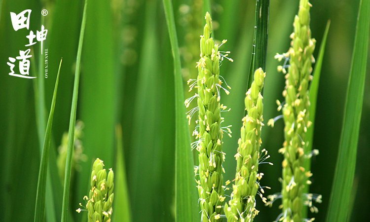 田坤道长粒香大米，米中精品
