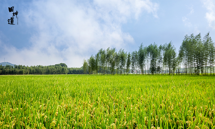 田坤道生态之家 深耕每一粒稻文化