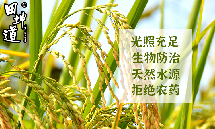 田坤道｜田间晨露里的健康密码